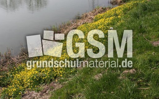 Scharbockskraut- 040.jpg